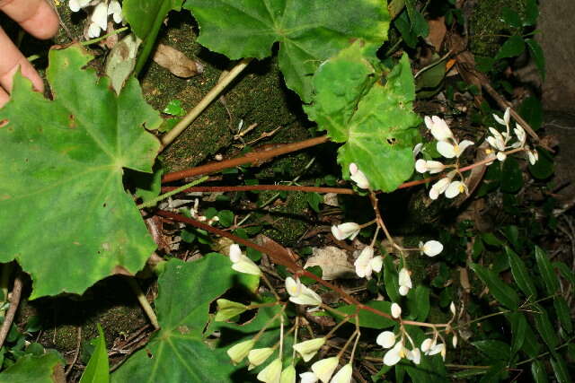 Image of Begonia sericoneura Liebm.