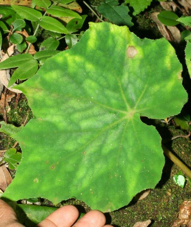 Image of Begonia sericoneura Liebm.