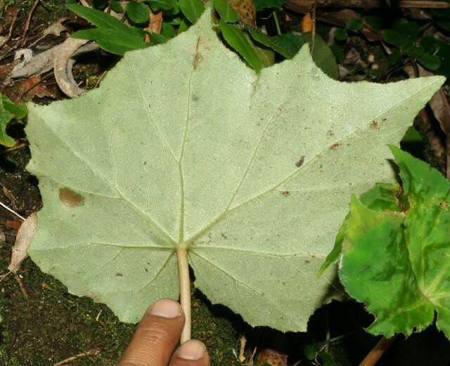 Image of Begonia sericoneura Liebm.