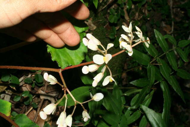 Image of Begonia sericoneura Liebm.