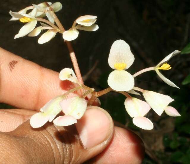 Image of Begonia sericoneura Liebm.