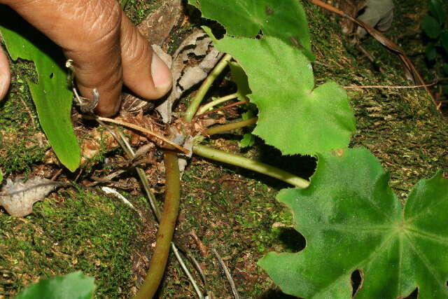 Image of Begonia sericoneura Liebm.