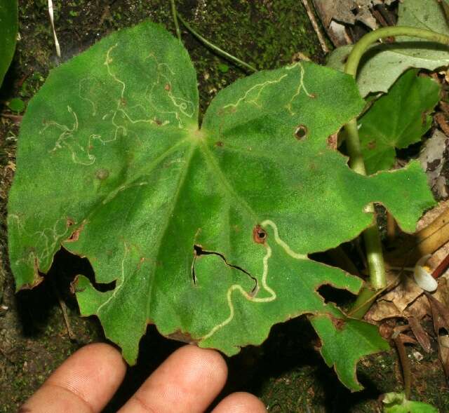 Image of Begonia sericoneura Liebm.