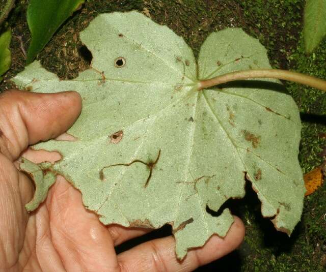 Image of Begonia sericoneura Liebm.