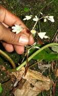 Image of Begonia sericoneura Liebm.