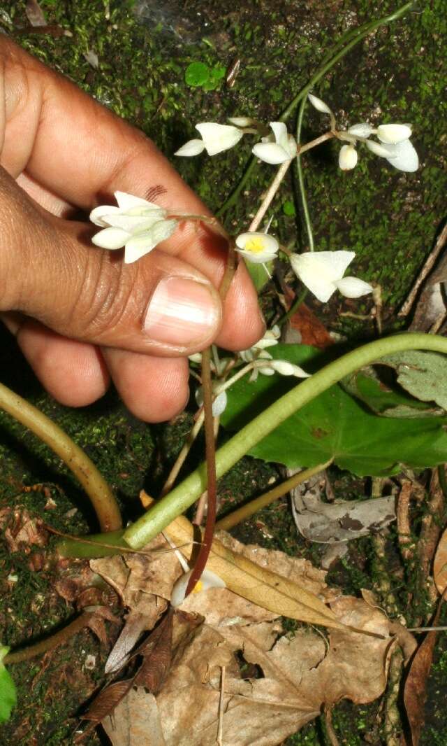 Слика од Begonia sericoneura Liebm.