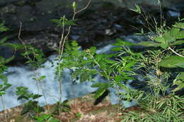 Image of Pleuropetalum sprucei (Hook. fil.) Standl.