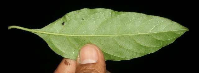 Image of Pleuropetalum sprucei (Hook. fil.) Standl.