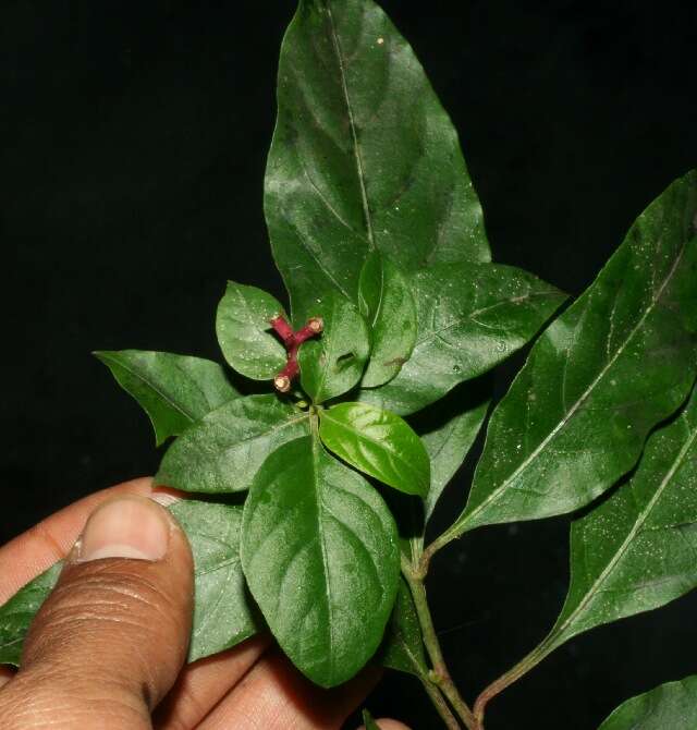 Image of Pleuropetalum sprucei (Hook. fil.) Standl.