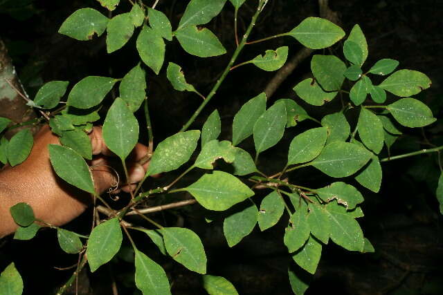 Image of Euphorbia colletioides Benth.