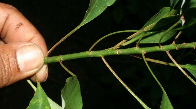 Image of Euphorbia colletioides Benth.