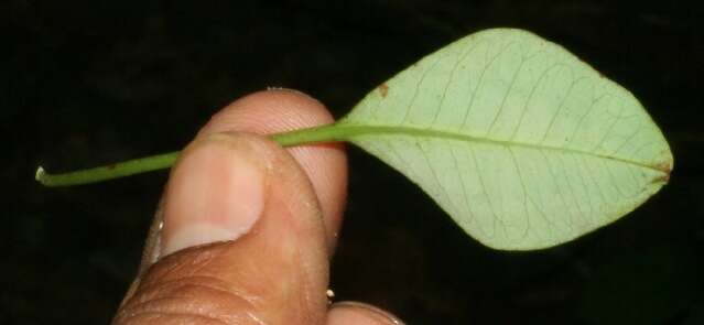 Image of Euphorbia colletioides Benth.