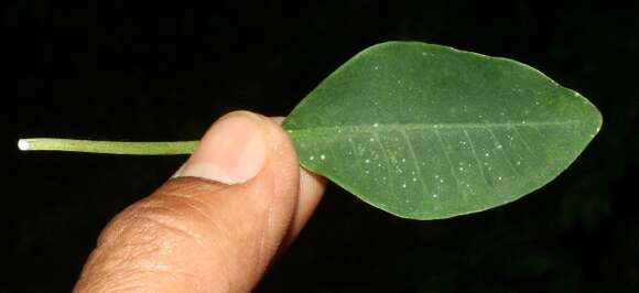 Image of Euphorbia colletioides Benth.