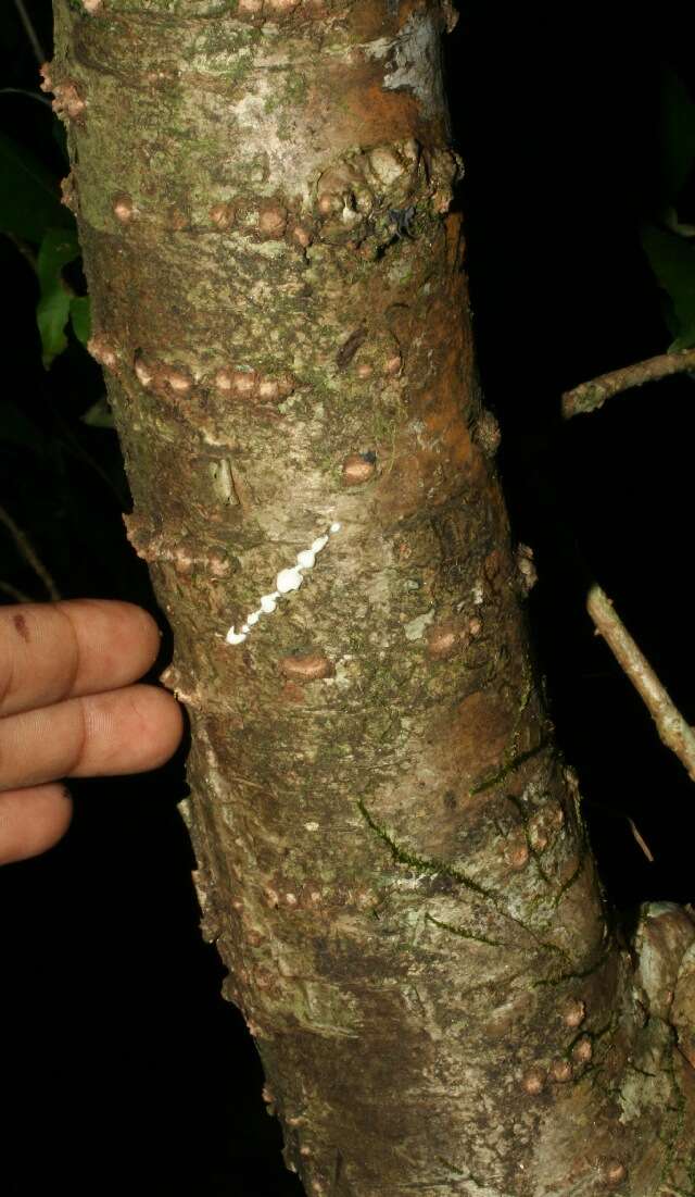 Image of Euphorbia colletioides Benth.