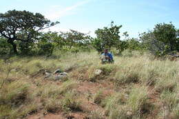 Image of Golden Carpet Grass