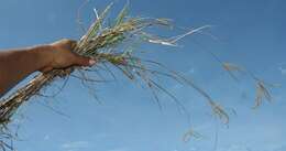 Image of Golden Carpet Grass