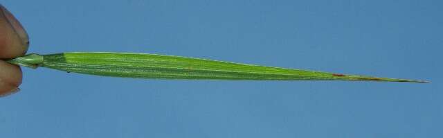 Image of Golden Carpet Grass