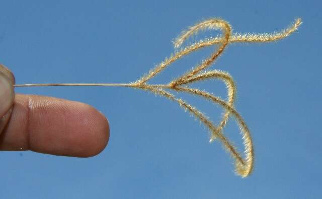 Image of Golden Carpet Grass