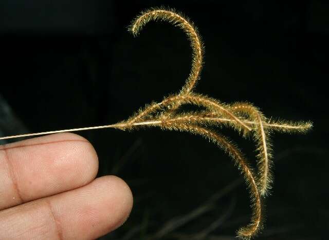 Image of Golden Carpet Grass