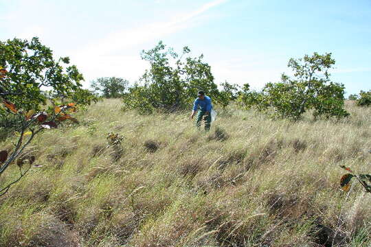 Image of Aristida recurvata Kunth