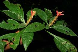 Image of Aphelandra scabra (Vahl) Sm.