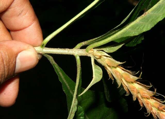 Image of Aphelandra scabra (Vahl) Sm.