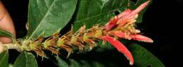 Image of Aphelandra scabra (Vahl) Sm.