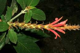 Image of Aphelandra