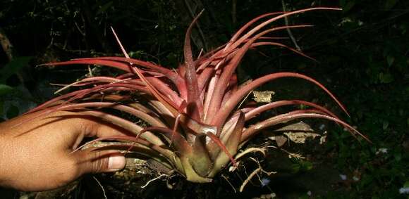 Image of Tillandsia brachycaulos Schltdl.