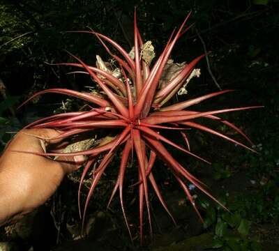 Imagem de Tillandsia brachycaulos Schltdl.