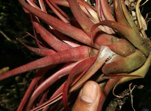 Imagem de Tillandsia brachycaulos Schltdl.