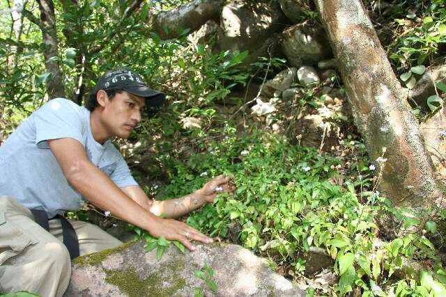 Fleischmannia (rights holder: Guanacaste Dry Forest Conservation Fund. Daniel H. Janzen. Year: 2010.)