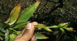 Image of nodding strap airplant