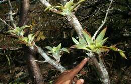 Image of nodding strap airplant