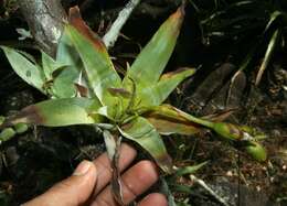 Image of nodding strap airplant