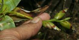 Image of nodding strap airplant