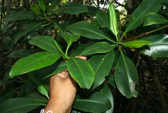 Image of red mangrove