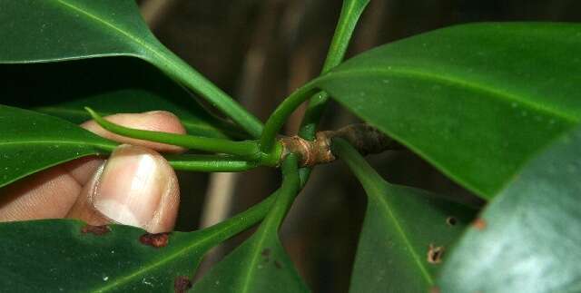 Image of red mangrove