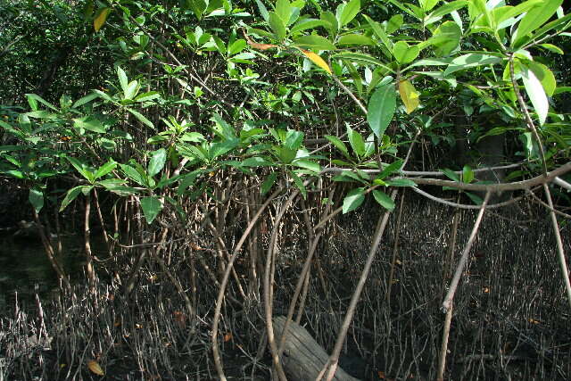 Image of red mangrove