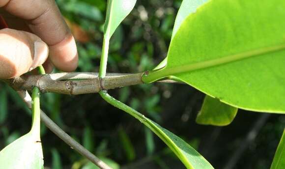 Image of red mangrove