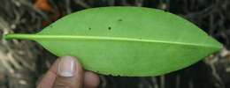 Image of red mangrove