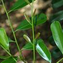 Image of paradisetree