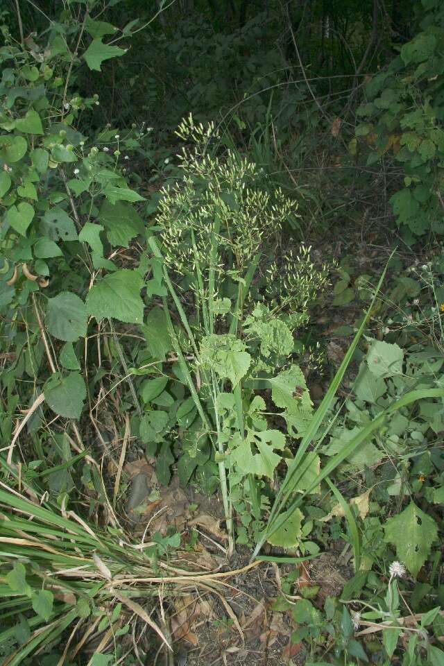 Image of Asteraceae