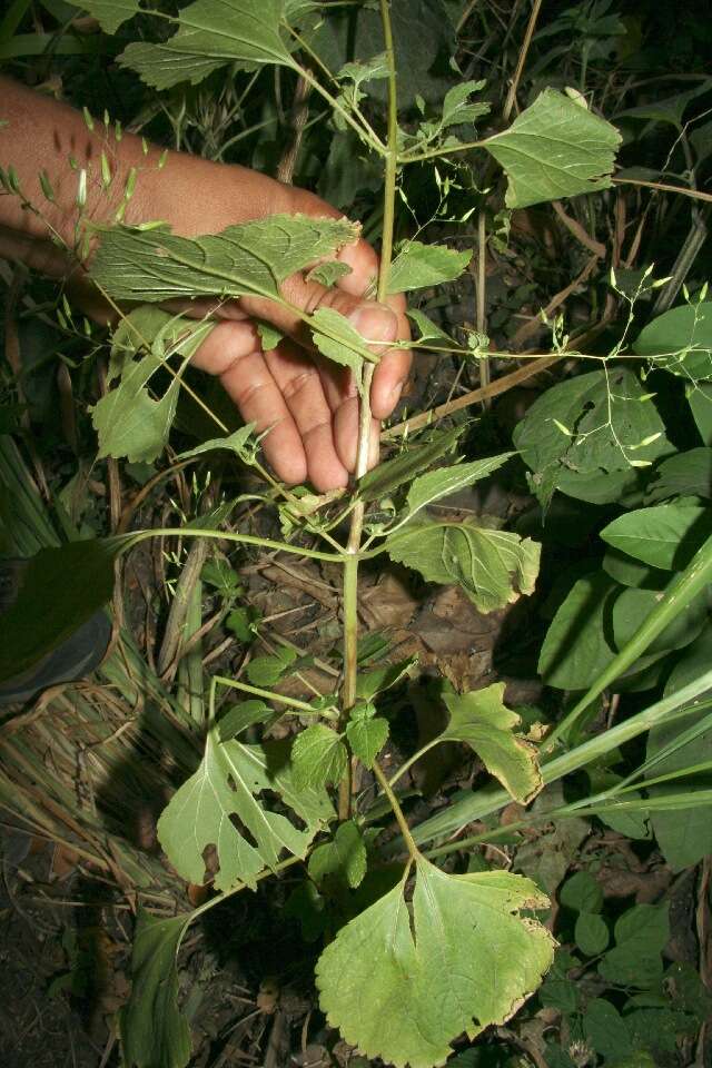 Image of Asteraceae