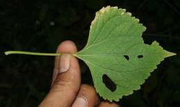 Image of Asteraceae