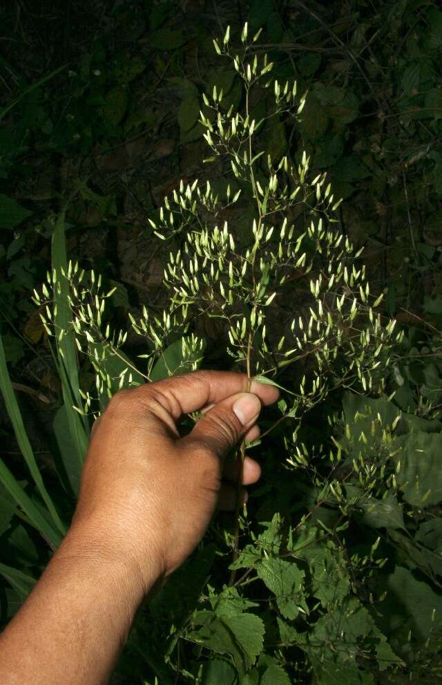 Image of Asteraceae