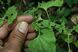 Image of Asteraceae