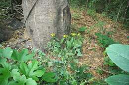 Image of Barleria oenotheroides Dum.-Cours.