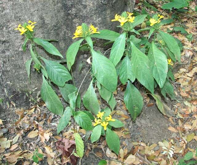 Image of Barleria oenotheroides Dum.-Cours.