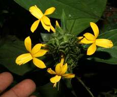 Image of Barleria oenotheroides Dum.-Cours.